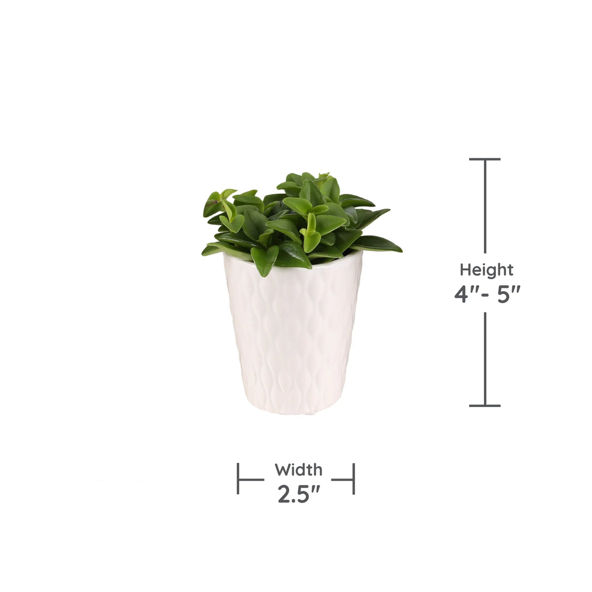 20 Pack 4-5" Mini Succulents Live Plant White Ceramic T106675