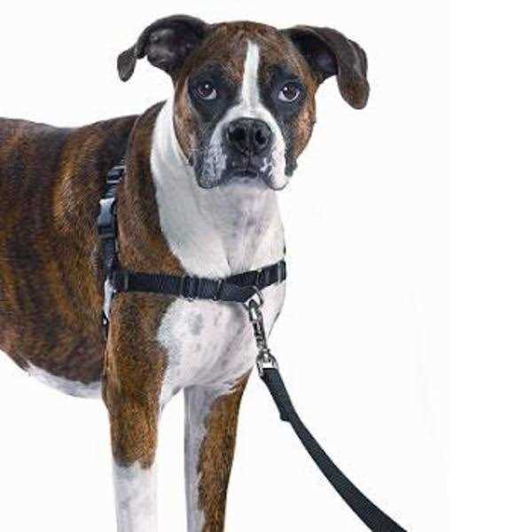 Dog Harness F332234
