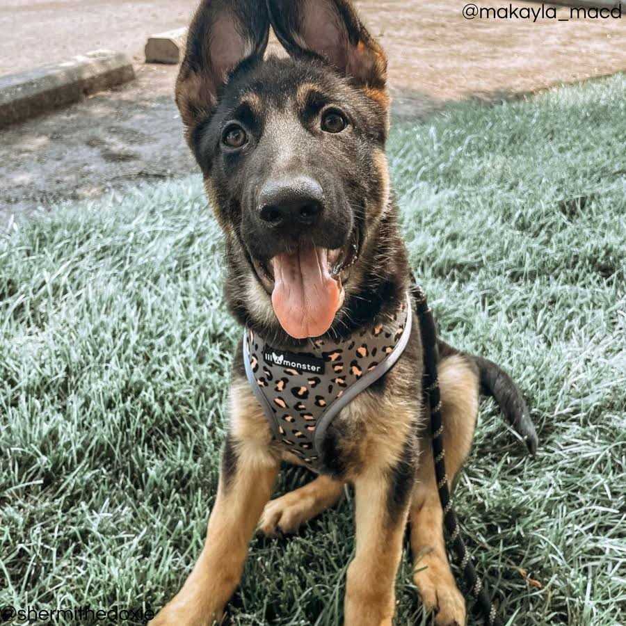 Reversible Dog Harness Q276