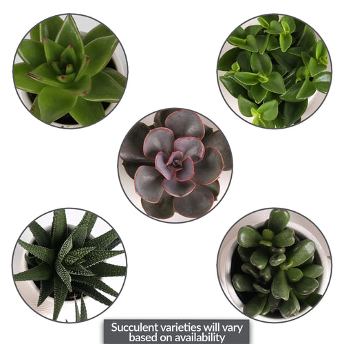 20 Pack 4-5" Mini Succulents Live Plant White Ceramic T106675