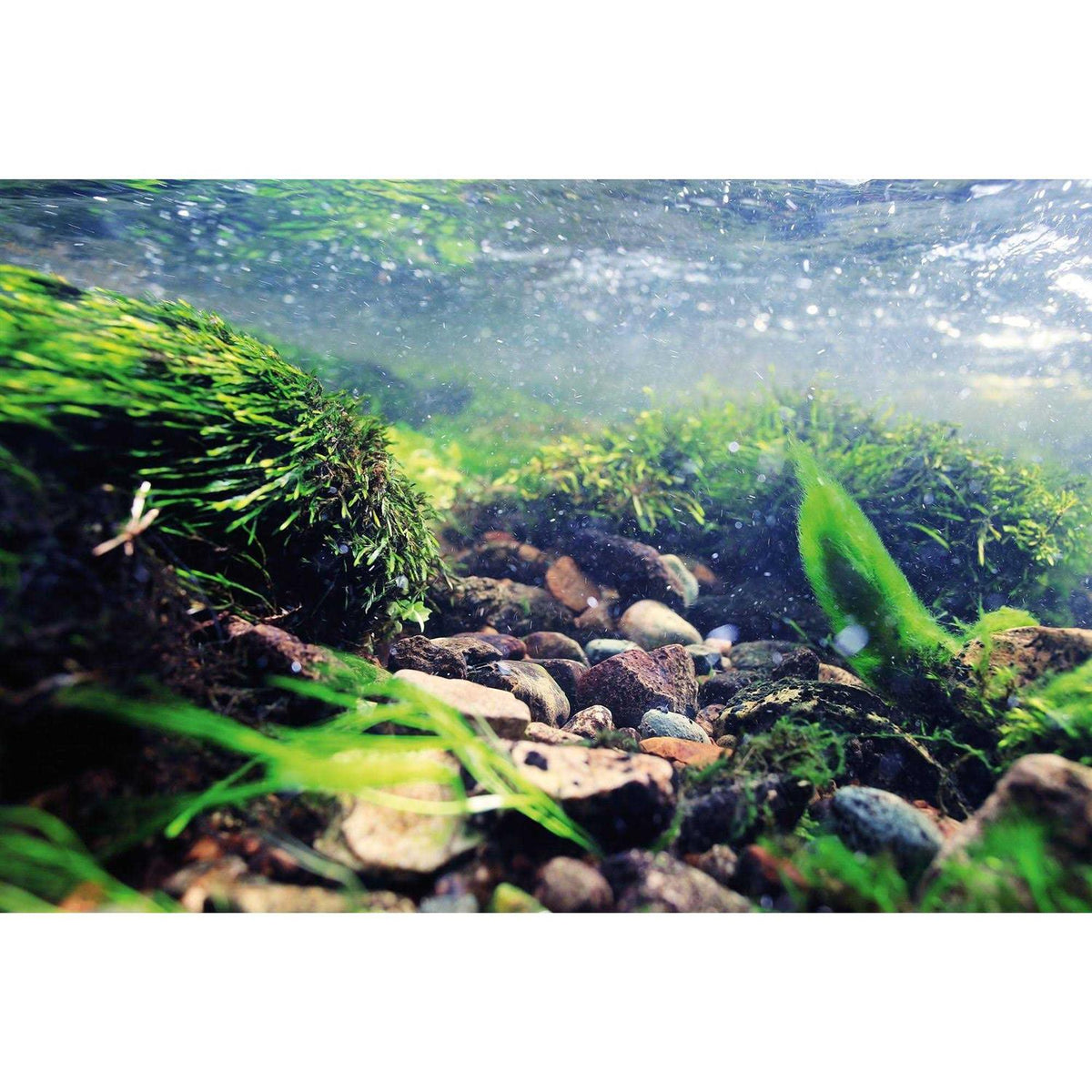 Reversible Aquarium Background Y8746