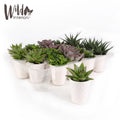 20 Pack 4-5" Mini Succulents Live Plant White Ceramic T106675
