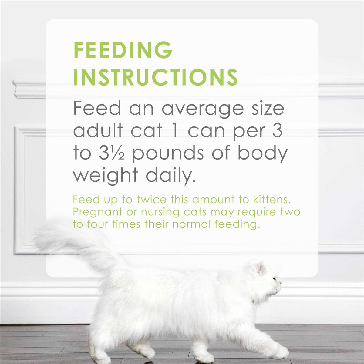 Cat Food Y81123