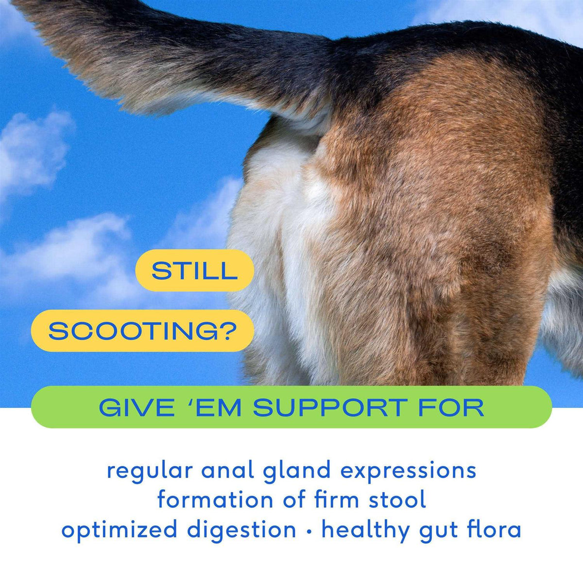 Anal Gland Supplement for Dogs Q4098