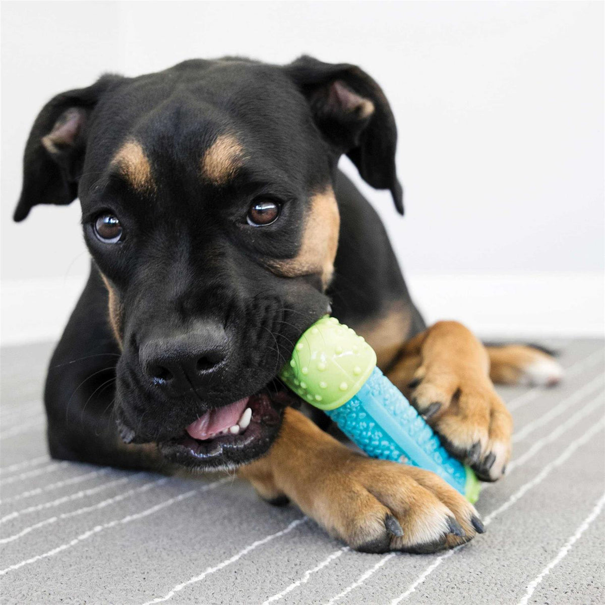 Ball Dog Toy Q4330