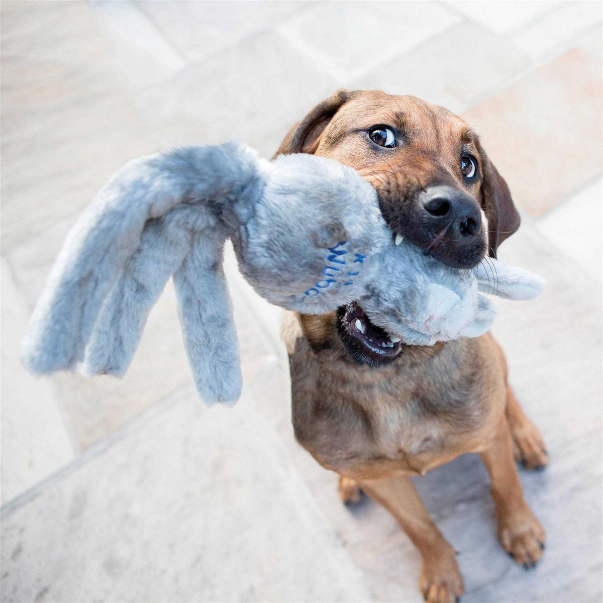Dog Toy C385
