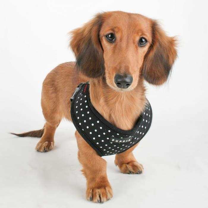 Dotty Harness Y796