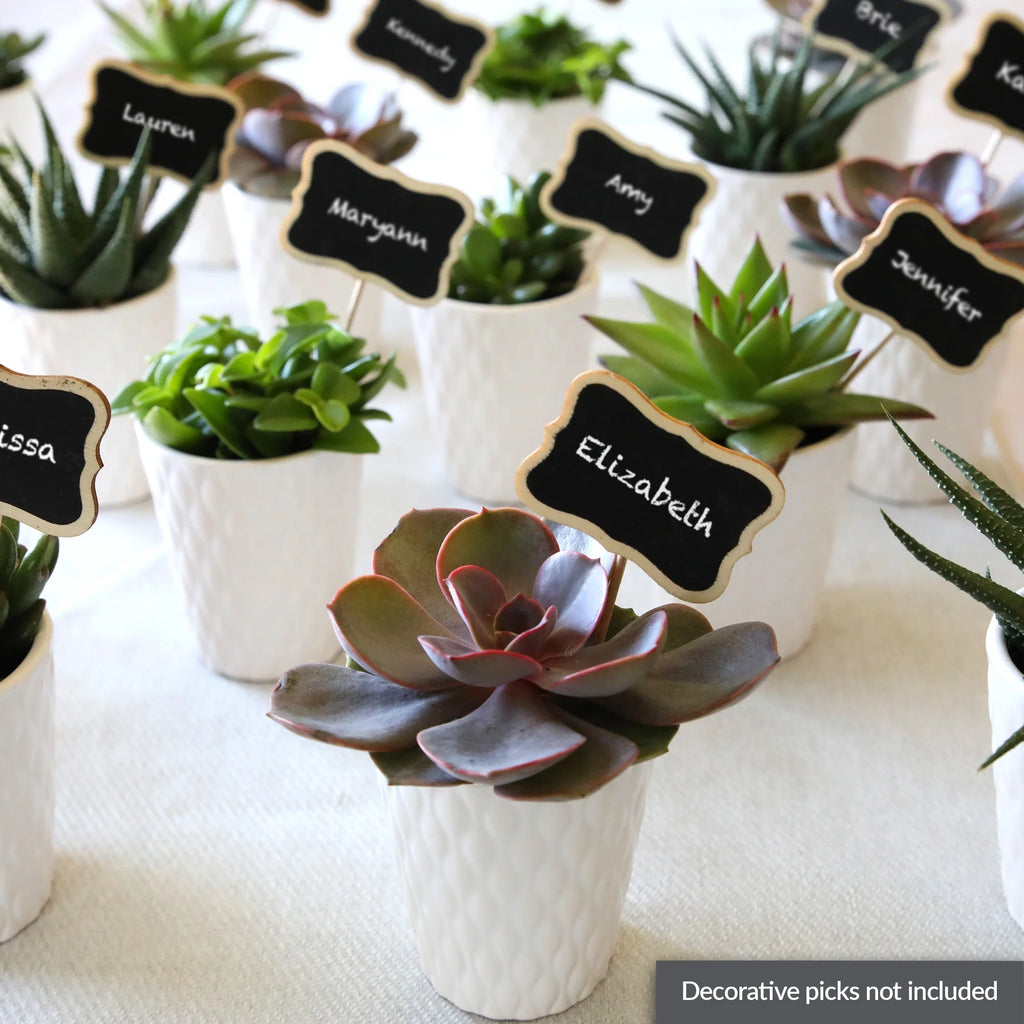 20 Pack 4-5" Mini Succulents Live Plant White Ceramic T106675